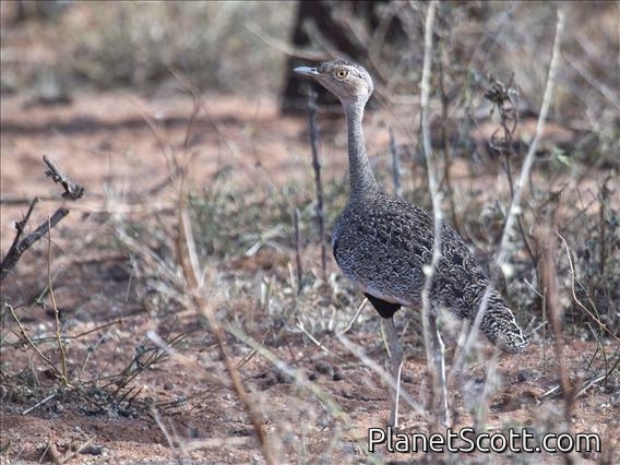 Buff-crested Bustard (Eupodotis gindiana)