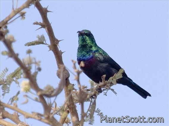 Mariqua Sunbird (Nectarinia mariquensis)
