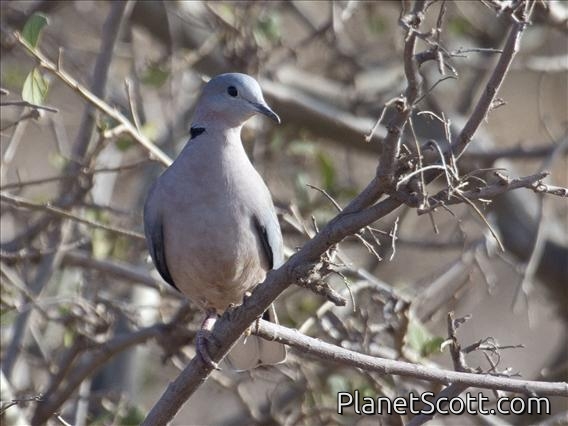 Ring-necked Dove (Streptopelia capicola)