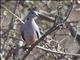 Ring-necked Dove (Streptopelia capicola)