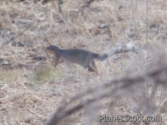 Unstriped Ground Squirrel (Xerus rutilus)