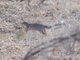 Unstriped Ground Squirrel (Xerus rutilus)