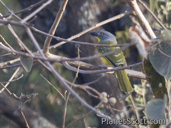 Grey-headed Bushshrike (Malaconotus blanchoti)