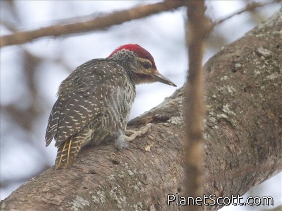 Nubian Woodpecker (Campethera nubica)