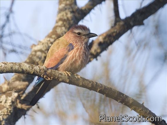 Rufous-crowned Roller (Coracias naevia)