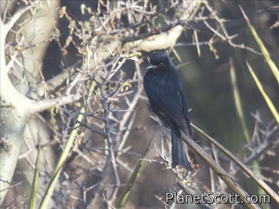 Fork-tailed Drongo (Dicrurus adsimilis)
