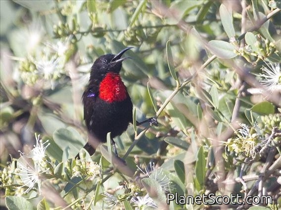 Hunter's Sunbird (Nectarinia hunteri)
