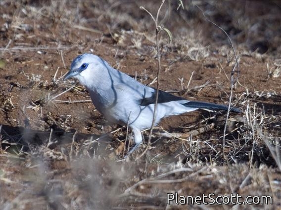 Stresemann's Bushcrow (Zavattariornis stresemanni)