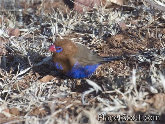 Purple Grenadier (Uraeginthus ianthinogaster)