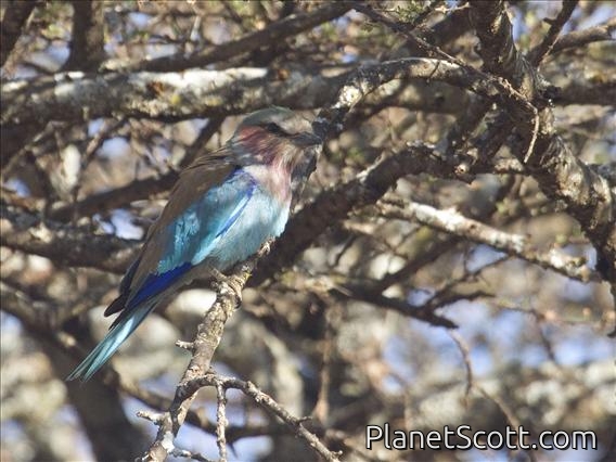 Lilac-breasted Roller (Coracias caudata)