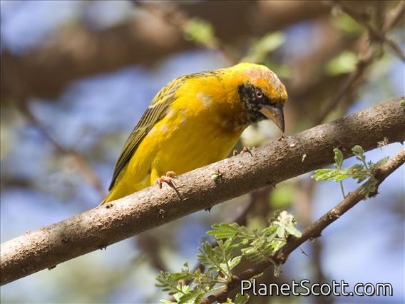 Speke's Weaver (Ploceus spekei)