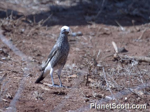White-crowned Starling (Lamprotornis albicapillus)