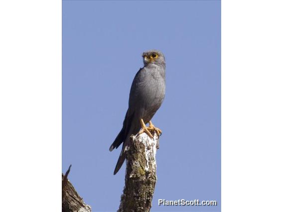 Gray Kestrel (Falco ardosiaceus)