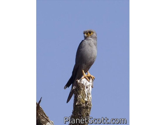 Grey Kestrel (Falco ardosiaceus)