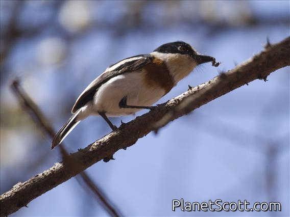Grey-headed Batis (Batis orientalis) - Female