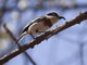 Grey-headed Batis (Batis orientalis) - Female