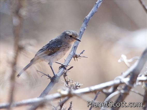 African Gray Flycatcher (Bradornis microrhynchus) - Juvenile