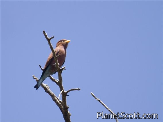 Broad-billed Roller (Eurystomus glaucurus)