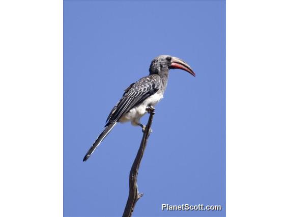 Hemprich's Hornbill (Lophoceros hemprichii)