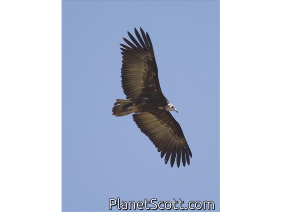 Hooded Vulture (Necrosyrtes monachus) - Immature