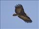Hooded Vulture (Necrosyrtes monachus) - Immature