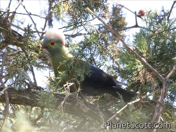 Ruspoli's Turaco (Tauraco ruspolii)