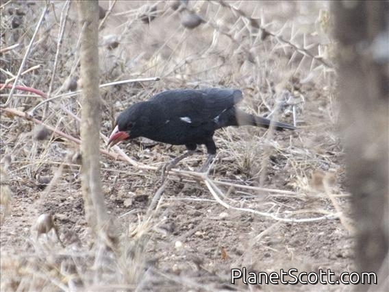 Red-billed Buffalo-Weaver (Bubalornis niger)