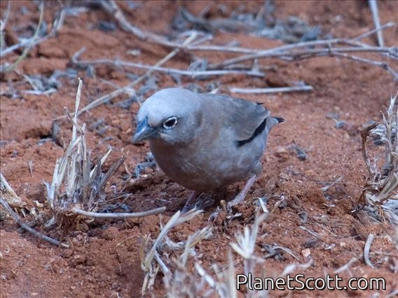 Grey-headed Social-Weaver (Pseudonigrita arnaudi)