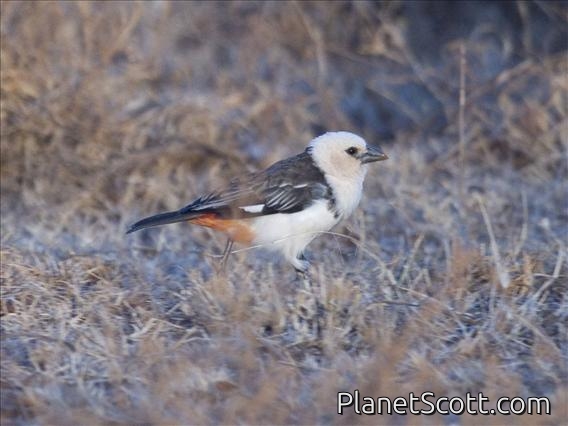 White-headed Buffalo-Weaver (Dinemellia dinemelli)