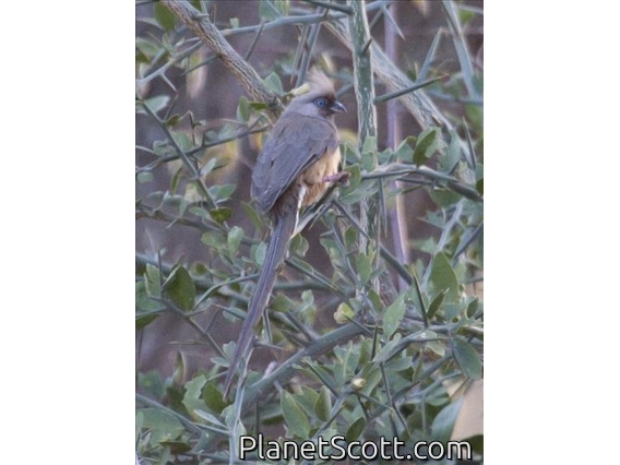 Speckled Mousebird (Colius striatus)