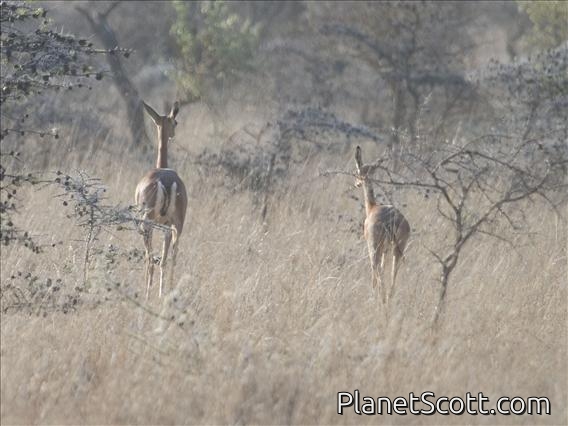Gerenuk (Litocranius walleri)