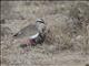 Crowned Lapwing (Vanellus coronatus)