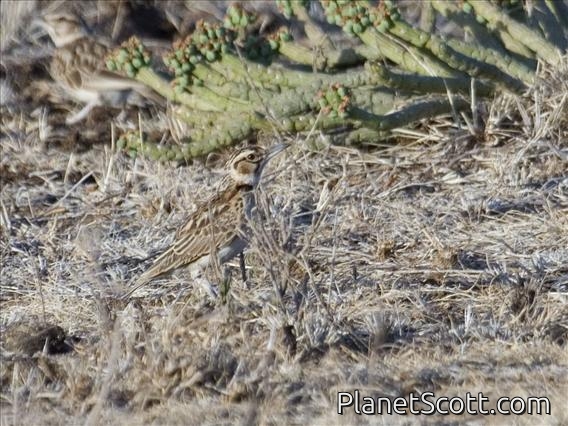Short-tailed Lark (Spizocorys fremantlii)