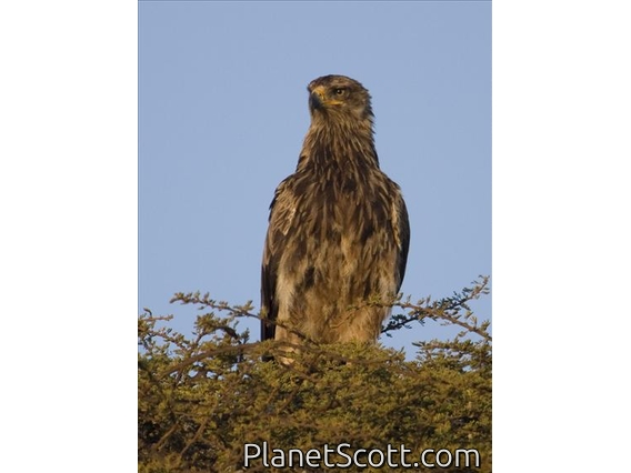 Tawny Eagle (Aquila rapax)