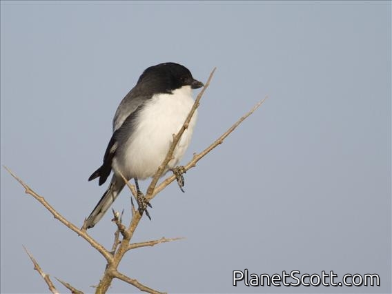 Somali Fiscal (Lanius somalicus)