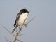 Somali Fiscal (Lanius somalicus)