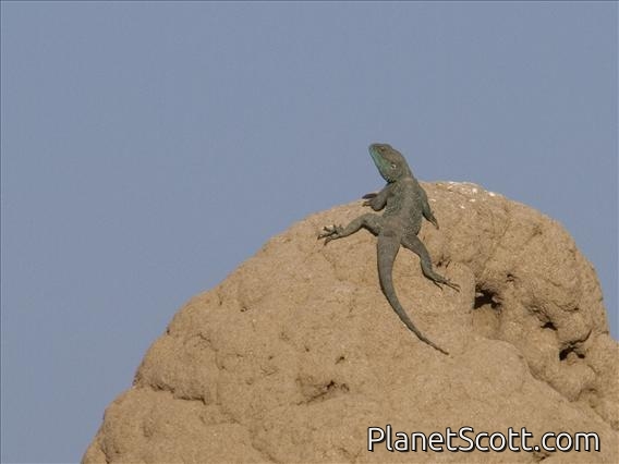 Blue-headed Tree Agama (Acanthocercus atricollis)