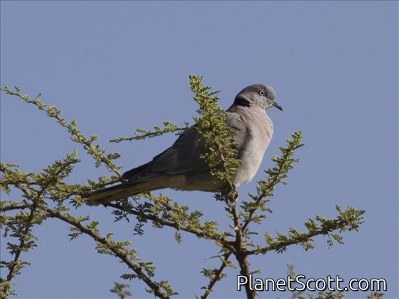 Mourning Collared-Dove (Streptopelia decipiens)