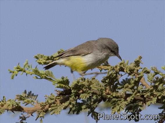 Yellow-bellied Eremomela (Eremomela icteropygialis)