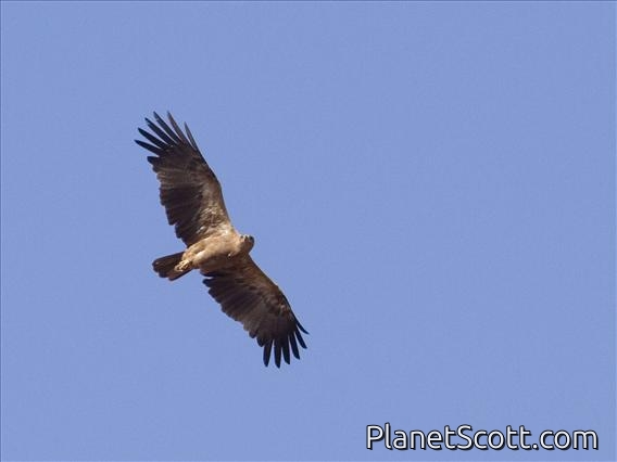 Tawny Eagle (Aquila rapax)