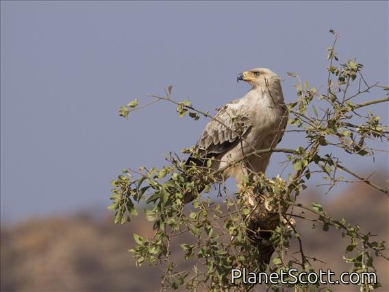Tawny Eagle (Aquila rapax) - Immature