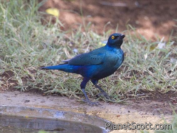 Greater Blue-eared Glossy-Starling (Lamprotornis chalybaeus)