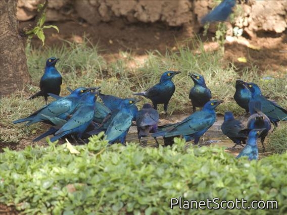 Greater Blue-eared Glossy-Starlings (Lamprotornis chalybaeus)
