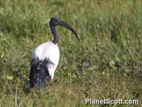 African Sacred Ibis (Threskiornis aethiopicus)