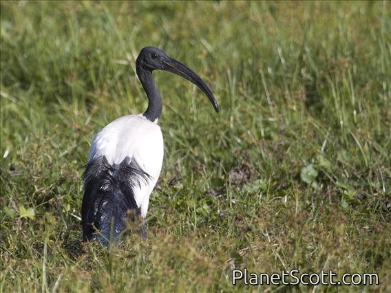 Sacred Ibis (Threskiornis aethiopicus)