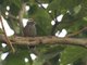 Abyssinian Woodpecker (Dendropicos abyssinicus)