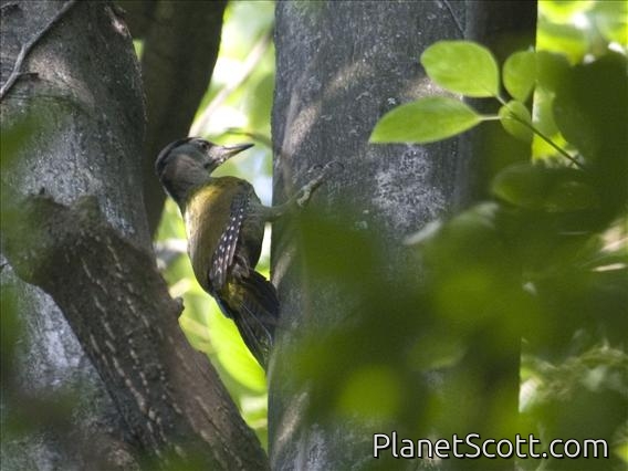 Grey-faced Woodpecker (Picus canus)