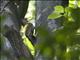 Grey-faced Woodpecker (Picus canus)