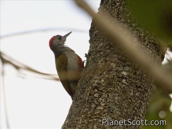 Mountain Gray Woodpecker (Dendropicos spodocephalus) - Male