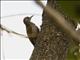Mountain Gray Woodpecker (Dendropicos spodocephalus) - Male